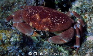Crab with Purple eyes..... by Chris Miskavitch 